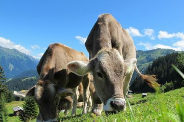 ORDINANZA CHIUSURA STRADA PROVINCIALE PER FIERA ZOOTECNICA
