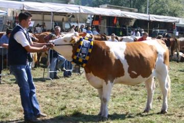 Bovino Razza Pezzata Rossa - Inavomibile