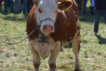 Bovino Razza Pezzata Rossa - Alla carica