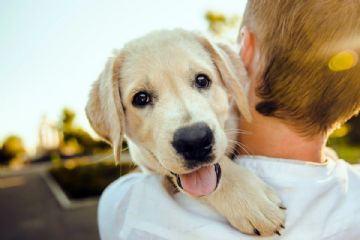 Regole per i possessori di cani